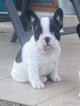Francouzský buldoček bez PP - 2