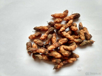 Šťavel purpurový (Oxalis triangularis) 10 ks - 2