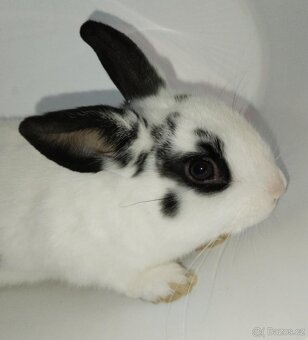 Zakrslý králíček bez PP sameček Apollo - 2