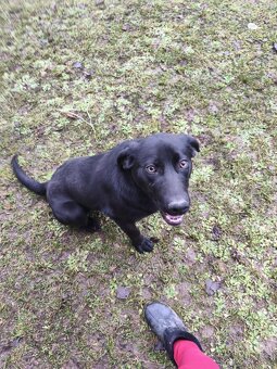 Darujem labradora/ Weimarského stavača - 2