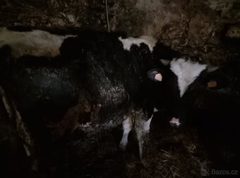Prodám býky - 2