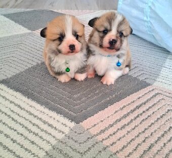 Welsh Corgi - 2