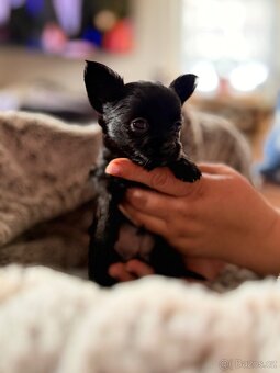 Štěňátko čivava pejsek - 2