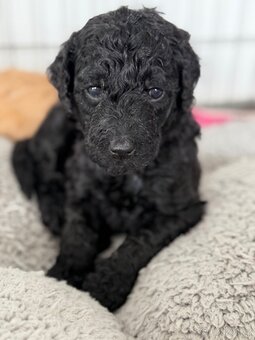 Labradoodle - 2
