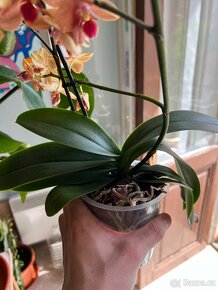 Střední orchidej - 2