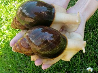 Africký šnek - Archachatina puylaerti leucistic body - 2