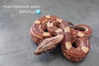 Hroznýš královský (boa constrictor) - 2
