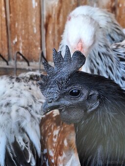 1.0 ayam cemani - 2