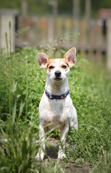 Sezík - x Jack Russel teriér, aktivní, cca 2 roky - 2