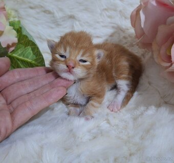 Mainská mývalí bez PP - 2