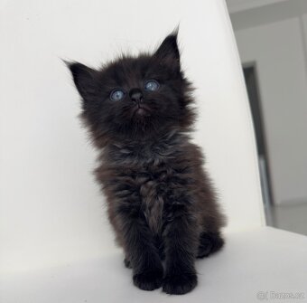 Mainská mývalí - 2