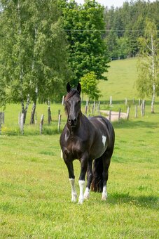 klisna Barock pinto, 5 let - 2