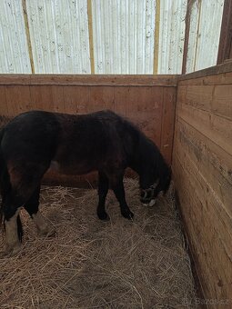 Welsh pony hřebeček - 2