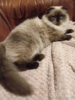 Skotská klapouchá, kotě, kočička. - 2