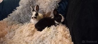 Zakrslý králíček druh Rex krátkosrstý - 2