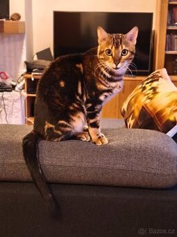 Bengálská kočka - 2