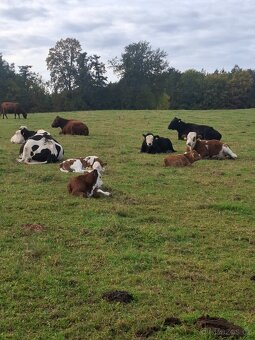 Jalovičky zástav - 2