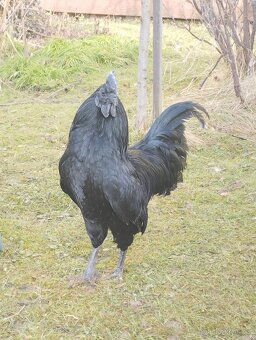 slepička s kohoutem ayam cemani - 2