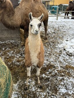 lama krotká - 2