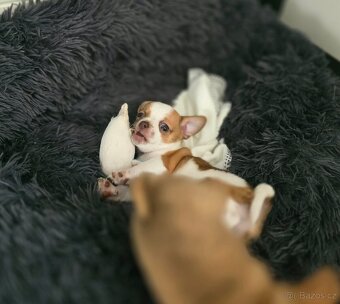 Čivava chlapeček - 2