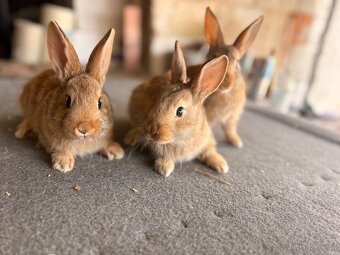 Burgundský kralik - 2