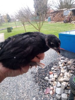 Kuřata,slepice, kohout - 2