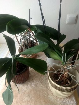 Orchidej - 2