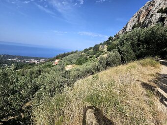 Olivový sad / Chorvatsko / Makarska - 2