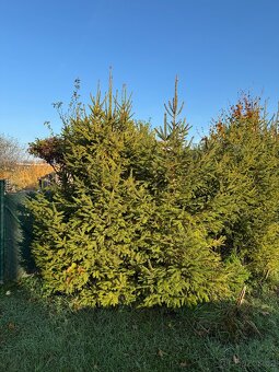 vánoční stromky - 2