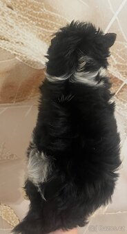 Biewer jorkšírský teriér - 2