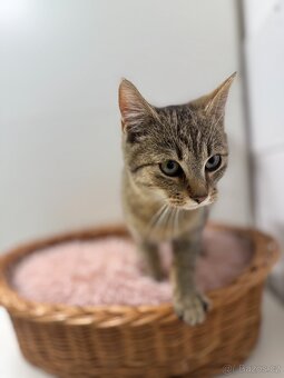 Pipin, mourovaté koťátko - 2