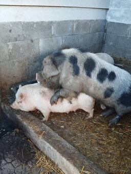 Kanec Kune -kune - 2