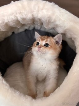 Britské kotě zlatá činčila s PP - 2