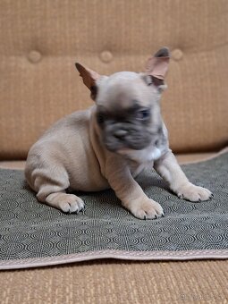 Francouzský buldoček - 2