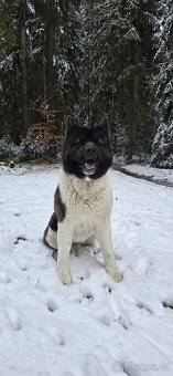 Krytí Americká Akita - 2