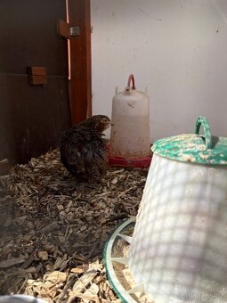 Křepelky - kohoutci - 2