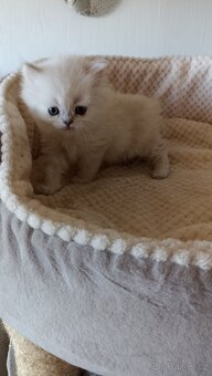 Britská point kočička s PP - 2