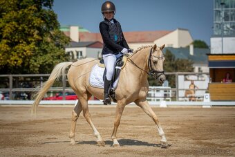 Pony B, valach 13let – drezura, parkur, ZZVJ, výstavy/ - 2