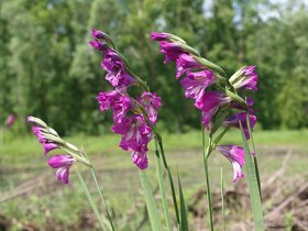 Mečík střechovitý -Gladiolus imbricatus 500 sem. 50 Kč - 2