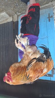 Brahmanka velká - 2