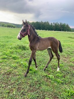 Lusitano klisna nar. 5/2024 - 2