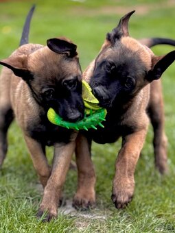 BELGICKÝ OVČÁK MALINOIS - 2