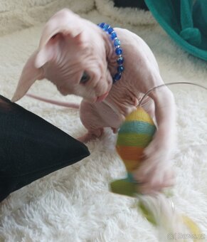 Kanadský Sphynx - 2