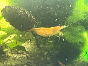 Krevetky žluté Yellow fire - Neocaridina davidi - 2