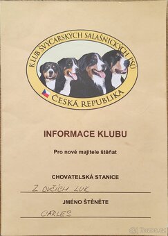 Bernský salašnický pes ke krytí s PP - 2