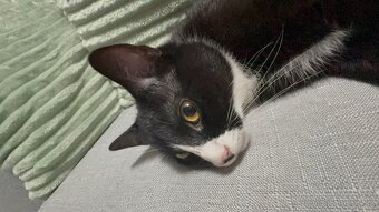 🐾 DARUJEME DVA ÚŽASNÉ KOCOURY DO DOBRÝCH RUKOU 🐾 - 2