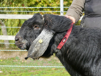 Anglonubijský kozel - prodej - 2