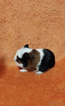 Dlouhosrste morčátko - 2