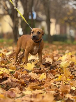 Americký stafordšírský teriér - 2