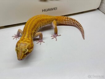 Gekončík noční 1.1  White&Yellow Fire Tangerine Raptor - 2